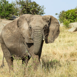 WONDERS OF OUR PLANET, Beauty of wildlife by Camille Massida Photography